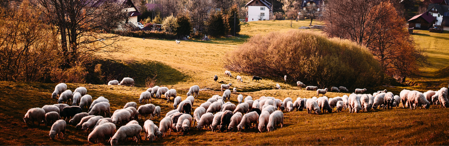 sheep in field grazing
