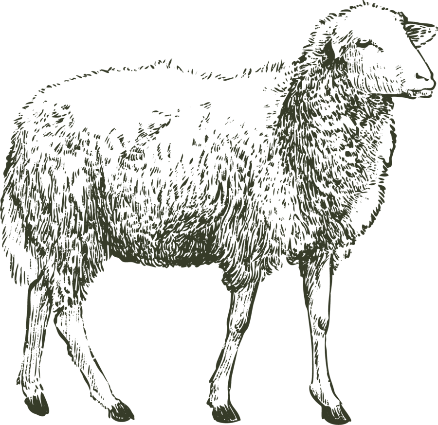 Engraved illustration of a sheep